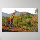 Giraffe Zulu Nyala Game Reserve Südafrika Poster (Vorne)