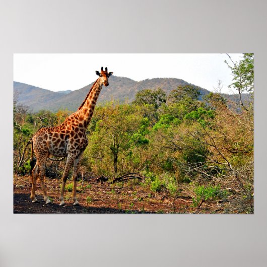Giraffe Zulu Nyala Game Reserve Südafrika Poster (Vorne)