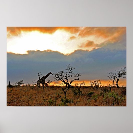 Giraffe Zulu Nyala Game Reserve Südafrika Poster (Vorne)