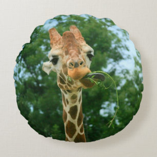 Giraffe zum Essen von Unkraut am runden Kissen