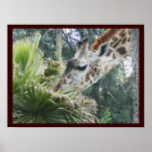 Giraffe zum Mittagessen Poster (Vorne)