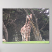 Giraffen 003 Leinwand Poster (Vorne)
