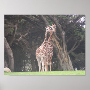 Giraffen 003 Leinwand Poster