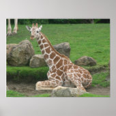 Giraffen 005 Leinwand Poster (Vorne)