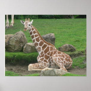 Giraffen 005 Leinwand Poster