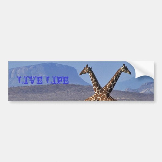 Giraffen [1], LIVEleben Autoaufkleber (Vorne)