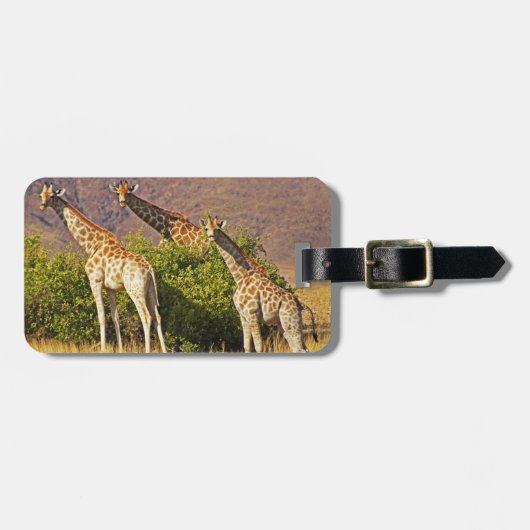 Giraffen 1B-Gepäckanhänger Gepäckanhänger (Vorderseite horizontal)