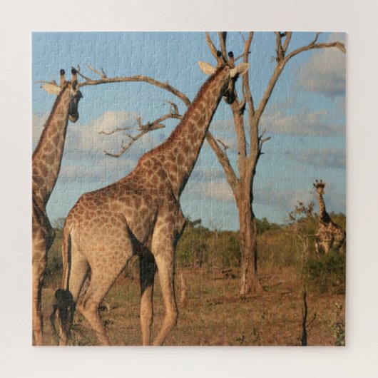 Giraffen 20" x 20" Puzzle (Vertikal)