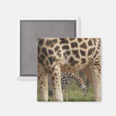 Giraffen 2 magnet (Vorderseite/Rückseite)