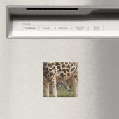 Giraffen 2 magnet (In Situ (Geschirrspüler))