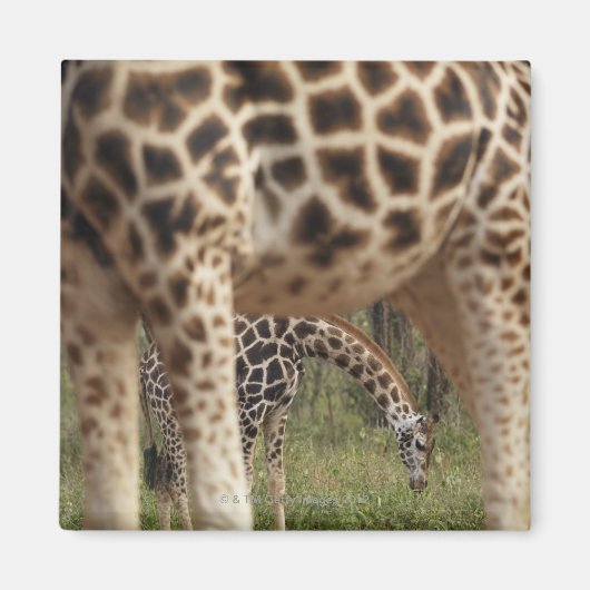 Giraffen 2 magnet (Vorne)