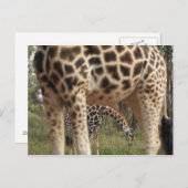 Giraffen 2 postkarte (Vorne/Hinten)