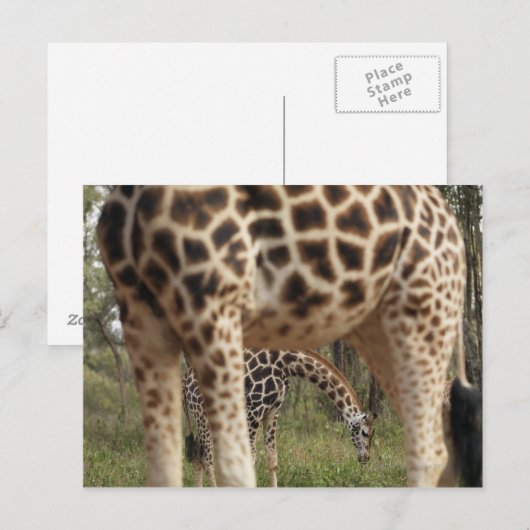 Giraffen 2 postkarte (Vorne/Hinten)