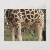 Giraffen 2 postkarte (Vorderseite)