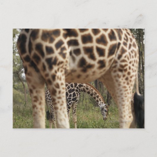 Giraffen 2 postkarte (Vorderseite)