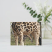 Giraffen 2 postkarte (Stehend Vorderseite)