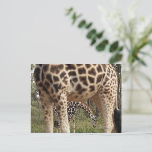 Giraffen 2 postkarte (Stehend Vorderseite)