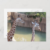Giraffen # 2 postkarte (Vorne/Hinten)