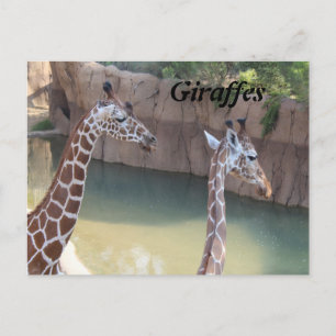 Giraffen # 2 postkarte