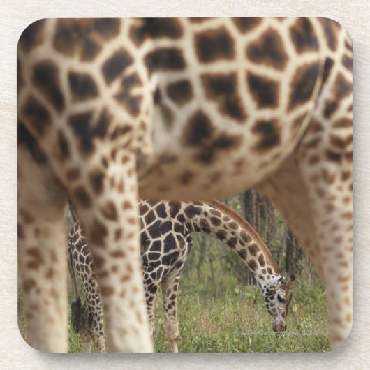 Giraffen 2 untersetzer (Vorderseite)