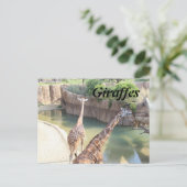 Giraffen # 5 postkarte (Stehend Vorderseite)