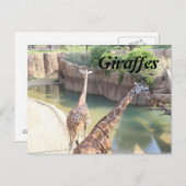 Giraffen # 5 postkarte (Vorne/Hinten)