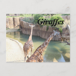 Giraffen # 5 postkarte