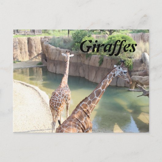 Giraffen # 5 postkarte (Vorderseite)