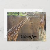 Giraffen # 6 postkarte (Vorne/Hinten)