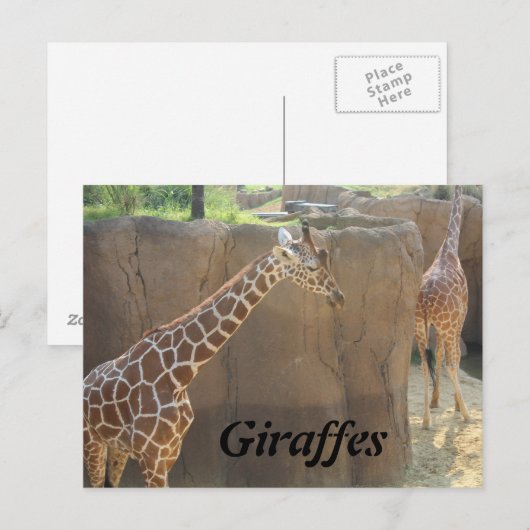 Giraffen # 6 postkarte (Vorne/Hinten)
