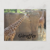 Giraffen # 6 postkarte (Vorderseite)