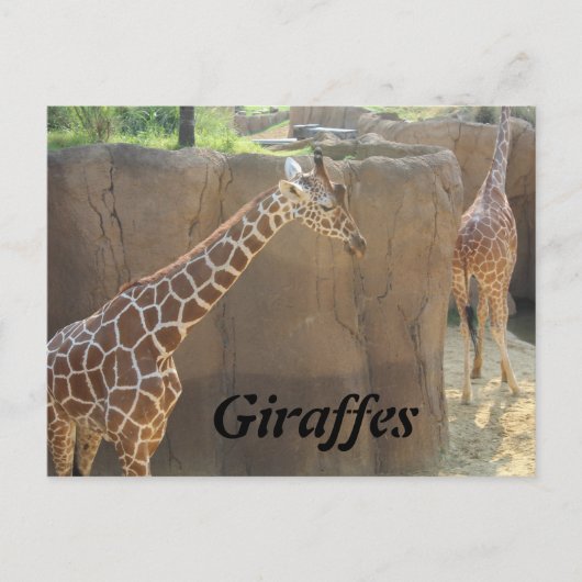 Giraffen # 6 postkarte (Vorderseite)