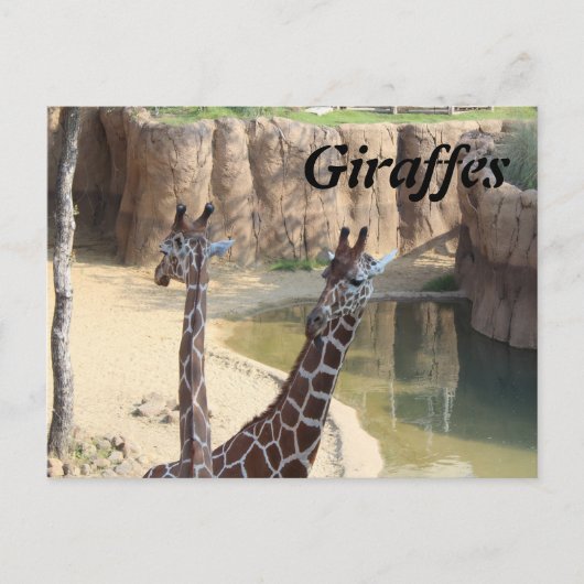 Giraffen # 7 postkarte (Vorderseite)