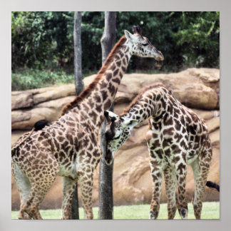 Giraffen abspielen Print Poster