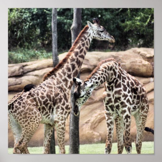 Giraffen abspielen Print Poster (Vorne)