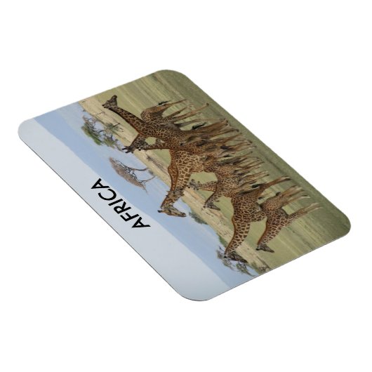 Giraffen Africa Magnet (Rechte Seite)