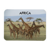Giraffen Africa Magnet (Horizontal)