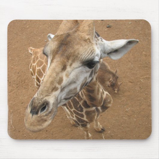 Giraffen-Anstarren-Mausunterlage Mousepad (Vorne)