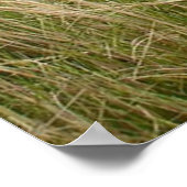 Giraffen auf dem Feld durch ein paar Bäume Poster (Ecke)