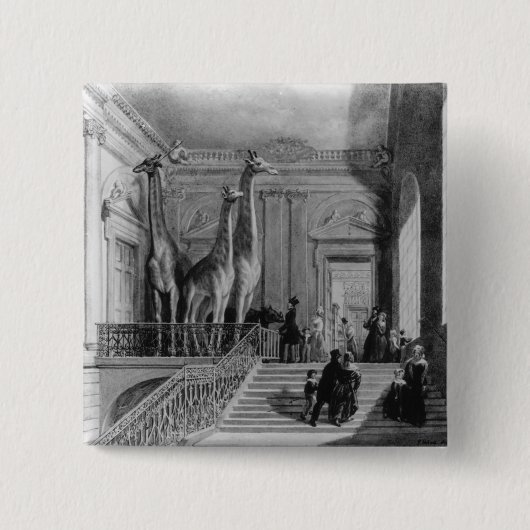 Giraffen auf dem Treppenhaus in den Briten Button (Vorderseite)