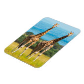 Giraffen auf der Savanna, Uganda Magnet (Linke Seite)