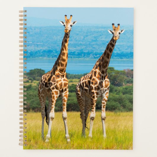 Giraffen auf der Savanna, Uganda Planer (Vorderseite)