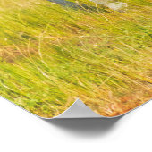 Giraffen auf der Savanna, Uganda Poster (Ecke)