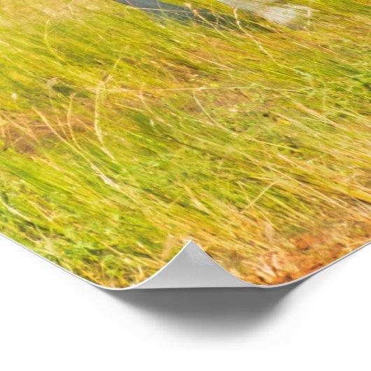 Giraffen auf der Savanna, Uganda Poster (Ecke)