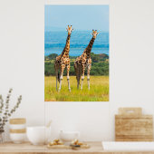 Giraffen auf der Savanna, Uganda Poster (Küche)