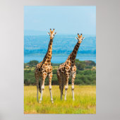 Giraffen auf der Savanna, Uganda Poster (Vorne)