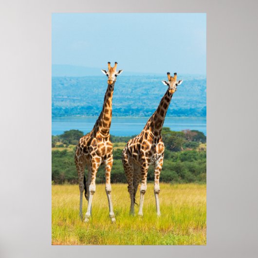 Giraffen auf der Savanna, Uganda Poster (Vorne)