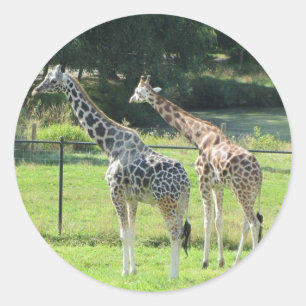 Giraffen beim Grasen Runder Aufkleber