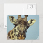 Giraffen Design Postkarten (Vorne/Hinten)