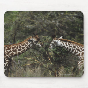 Giraffen, die auf Akazien-Niederlassung, Afrika Mousepad